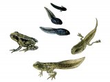Common Frog  (Rana temporaria) life cycle RA0136