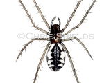 Common Hammock Weaver Spider (Linyphia triangularis) SP0057