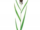 Common Reed (Phragmites australis) BT0126