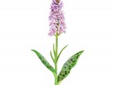 Common Spotted Orchid (Dactylorhixa fuchsii) BT0189