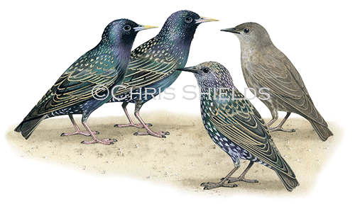 Common Starlings adults & juveniles (Sturnus vulgaris) BD0445