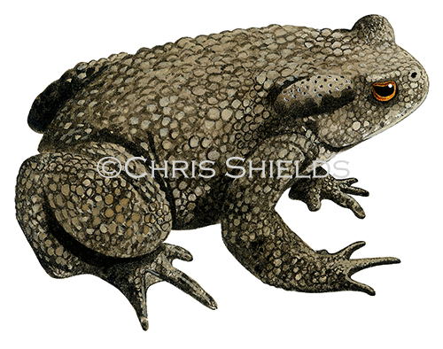 Common Toad (Bufo bufo) RA148