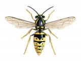 IH063 - Common Wasp female (Vespula vugaris)
