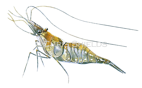 Common prawn (Palaemon serratus) OS001