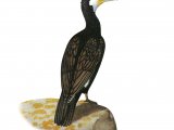Cormorant (Phalacrocorax carbo) BD0290
