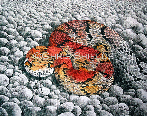 Corn Snake (Elaphe guttata) RS209