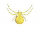 Crab Spider female (Misumena vatia) OS002