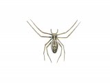 Crab Spider female (Philodromus dispor ) OS006