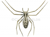 Crab Spider female (Philodromus dispor) SP0017