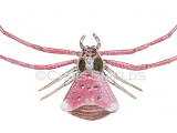 Crab Spider female (Thomisus onustus) SP0018