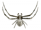 Crab Spider male (Misumena vatia) SP0019