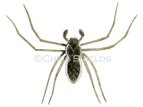 Crab Spider male (Philodromus dispor) SP0020