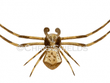 Crab Spider male (Thomisus onustus) SP0021