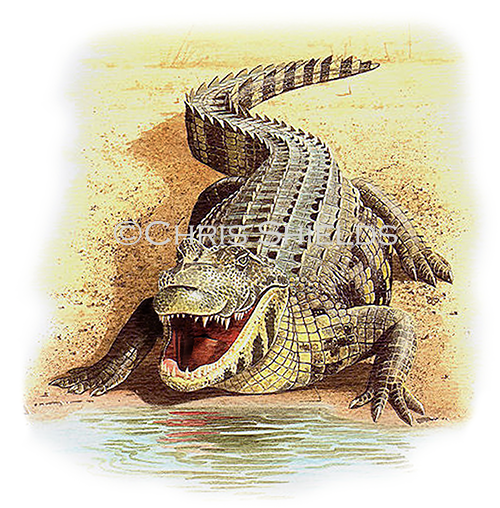 Crocodile (Crocodylus niloticus) R0012
