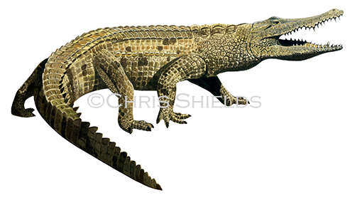 Crocodile (Crocodylus niloticus) R0013