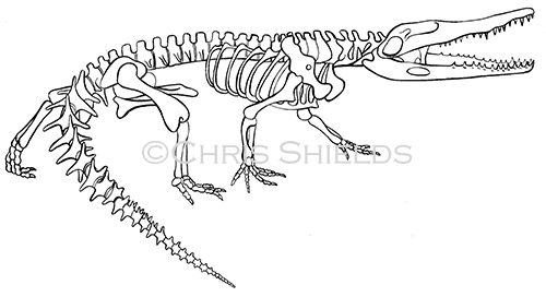 Crocodile (Crocodylus niloticus) R0014