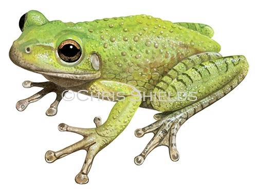 Cuban Tree Frog (Osteopilus septentrionalis) RA189