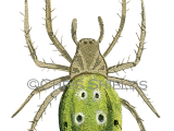 Cucumber Green Spider (Araniella cucurbitina) SP0022