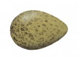 Culew egg (Numenius arquata) BD0186