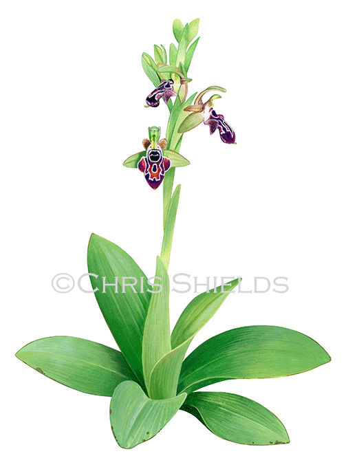 Cyprus Bee Orchid (Ophrys kotschyi) BT0200
