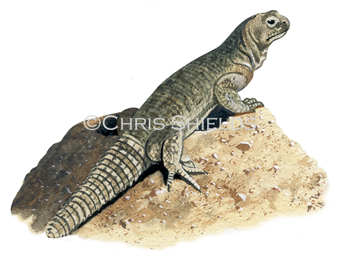 Dab Lizard (Uromastyx acanthinurus R0019