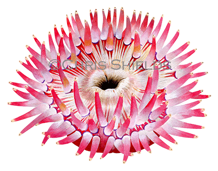 Dahlia Sea Anemone (Urticina felina) OS078