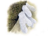 Dead Mans Fingers (Soft Coral) (Alcyonium digitatum) OS001