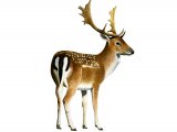 Deer (Fallow) Dama dama M006