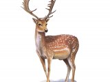 Deer (Fallow) Dama dame M008