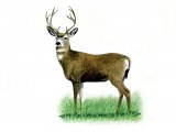Deer (Mule) Odocileus bemionus M001