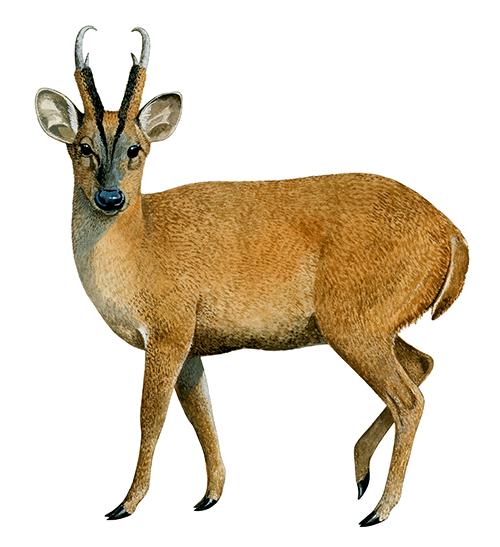 Deer (Muntjac) Muntiacus reevesi M001