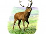 Deer (Red) Stag (Cervus elaphus) M002