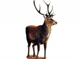 Deer (Red) Stag (Cervus elaphus) M004