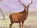 Deer (Red) Stag (Cervus elaphus) M005,