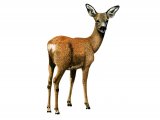 Deer (Roe) Capreolus capreolus M004