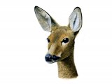 Deer (Roe) Capreolus capreolus M005