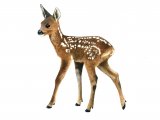 Deer (Roe) Fawn (Capreolus capreolus) M003