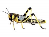 Desert Locust (Schistocerca gregaria) IN002