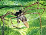 Spider (Web-casting) Dinopis OS003