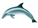 Dolphin (Bottle Nosed) Tursiops truncatus M005