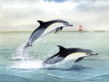 Dolphin (Common) Delphinus delphis M004