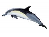Dolphin (Common) Delphinus delphis M005