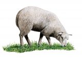 Domestic sheep (Ovis aries) M001