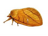 Drinker Moth (Euthrix potatoria) IN002