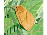 Drinker Moth (Euthrix potatoria) IN003