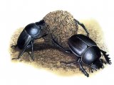 Dung Beetle (Scarabaeinae sp.) IN001