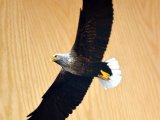 MU029 - White-tailed Sea Eagle painting in the Duart carriage