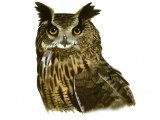 Eagle Owl (Bubo bubo) BD0520