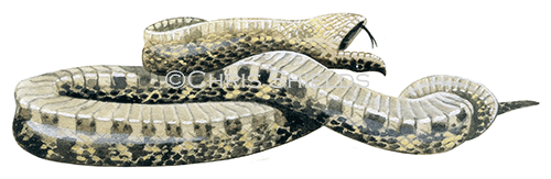 Eastern Hognose Snake (Heterodon platyrhinos) RS215