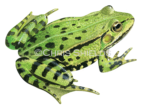 Edible Frog (Pelophylax esculentus) RA152